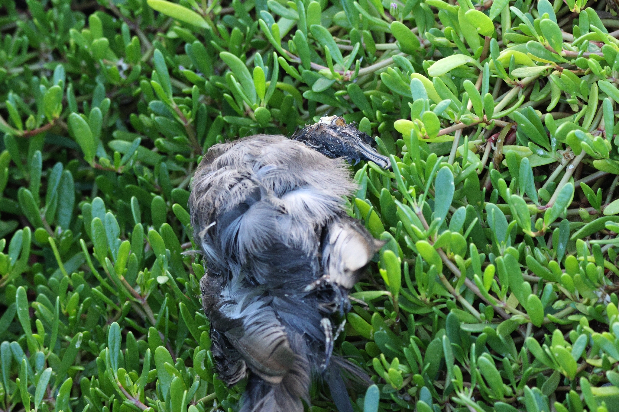Bulwer's Petrel (Bulweria bulwerii), photo 2