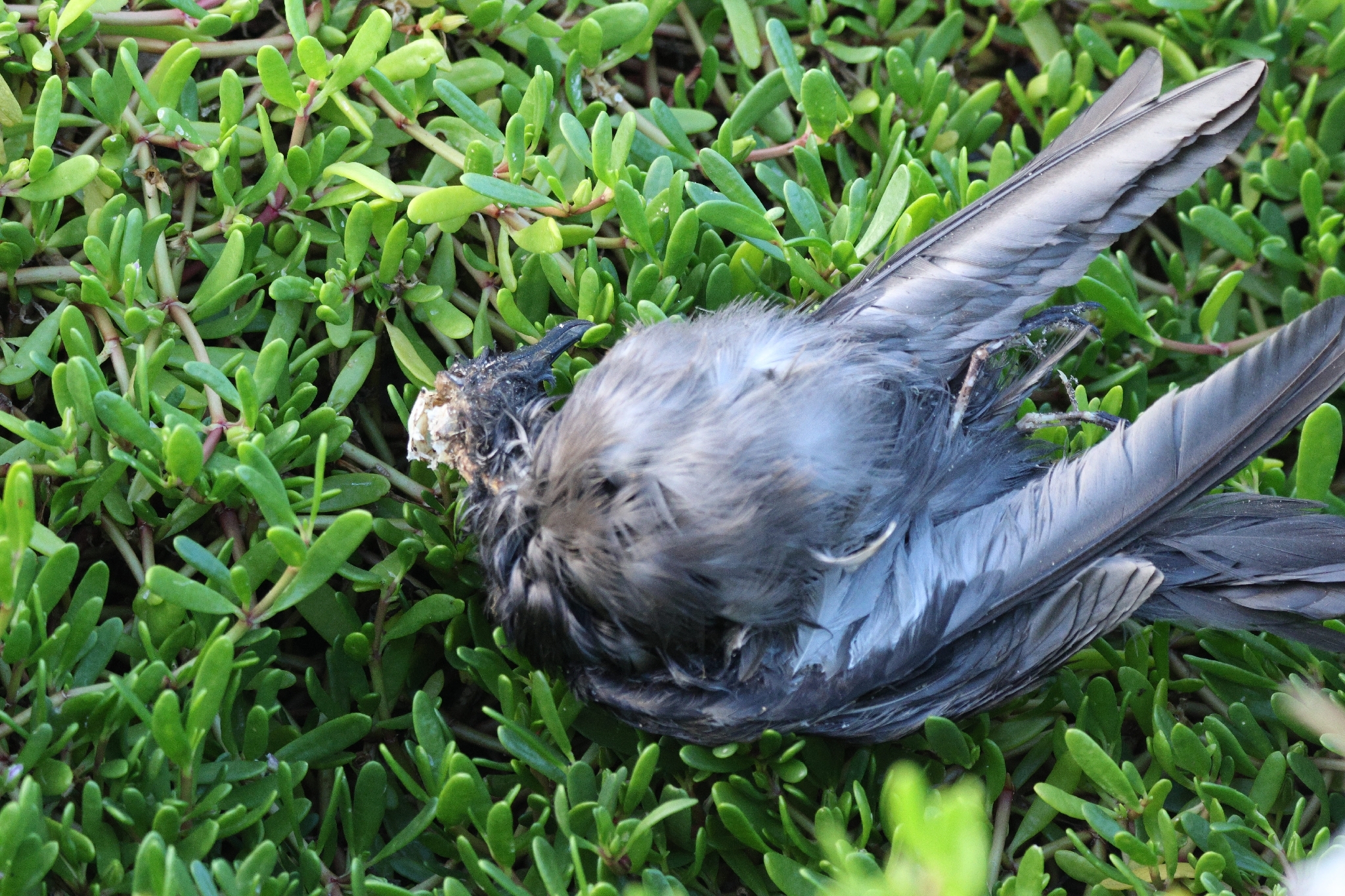 Bulwer's Petrel (Bulweria bulwerii), photo 3