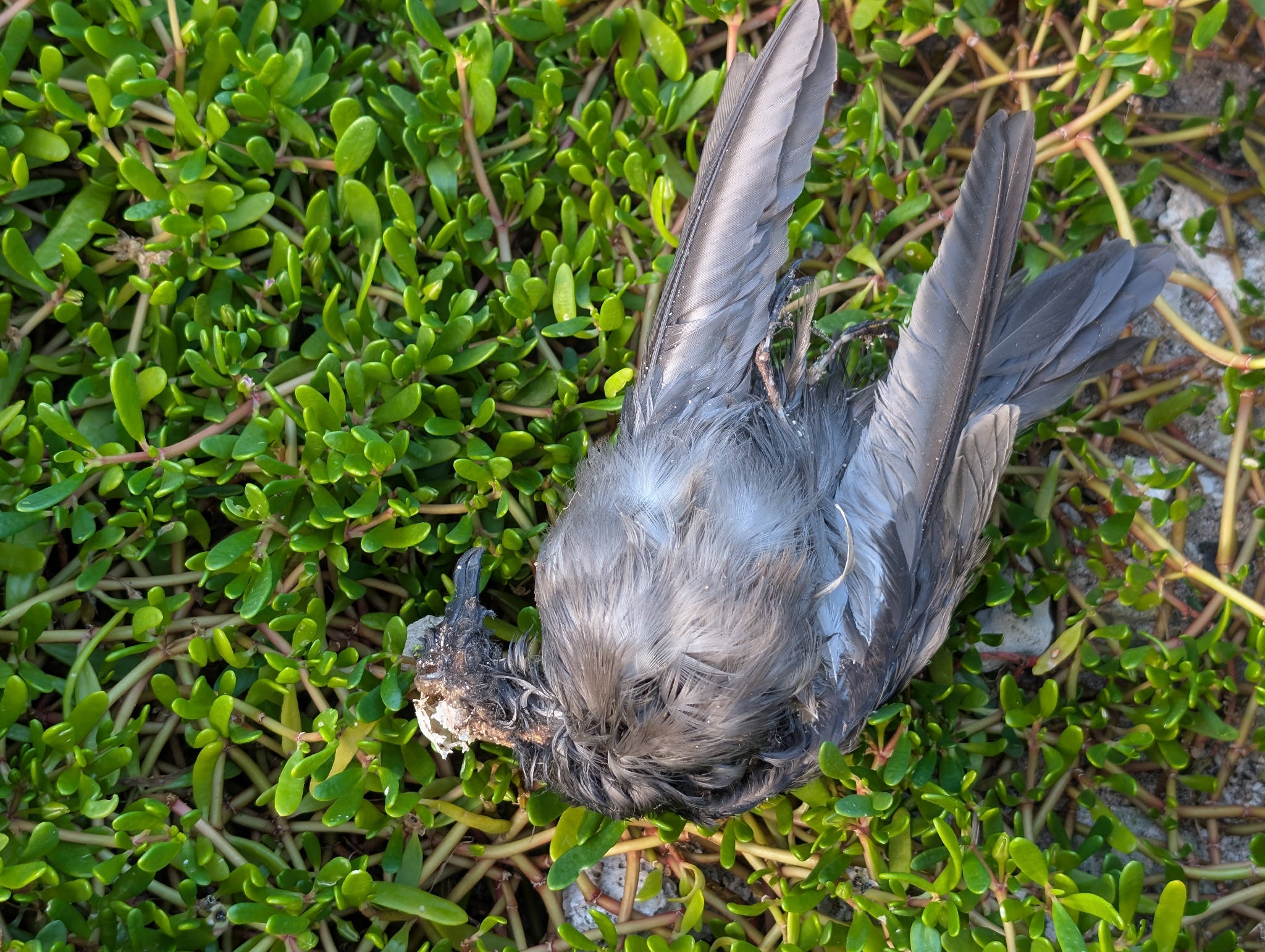 Bulwer's Petrel (Bulweria bulwerii), photo 7
