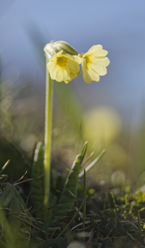 Primula intricata, photograph 1
