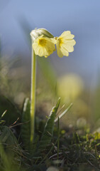 Primula intricata, photograph Thierry Arbault, CC BY, iNaturalist via GBIF