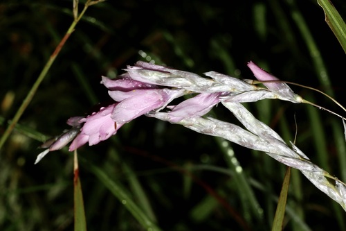 Dierama argyreum, photograph 5