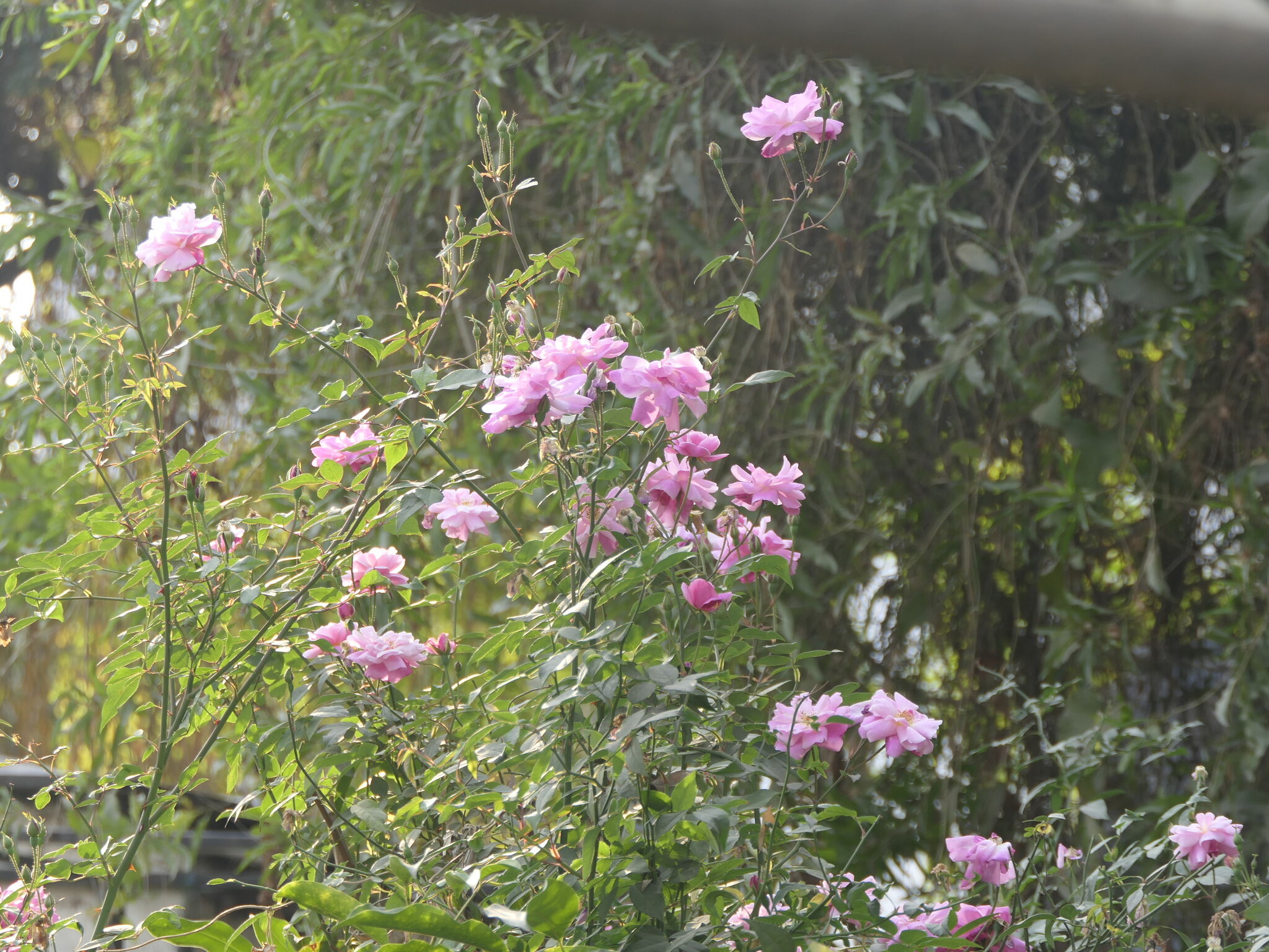Damask rose