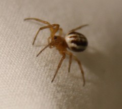 Araneus pratensis