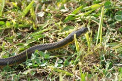 Helicops infrataeniatus