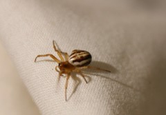 Araneus pratensis