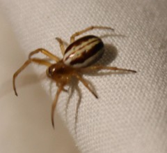Araneus pratensis