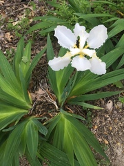 Iris tectorum