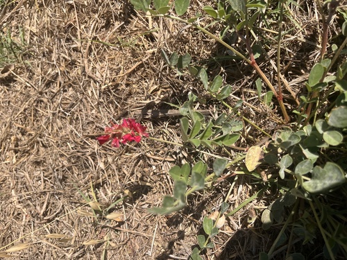 French Honeysuckle