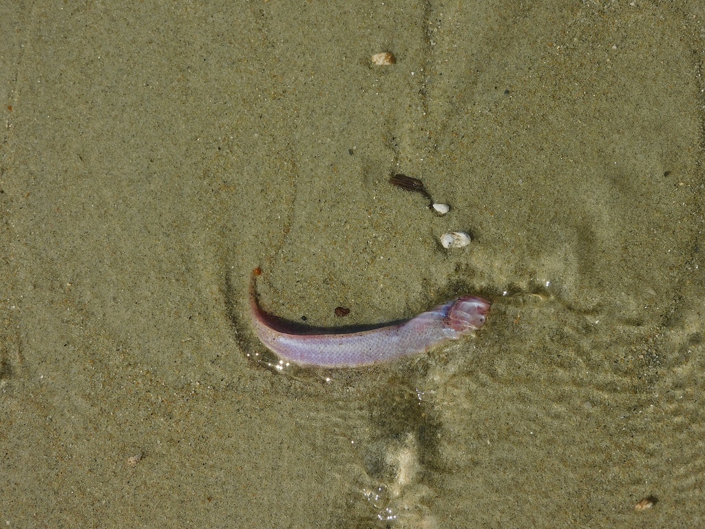 Blind Goby