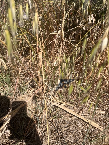 Amata marjana