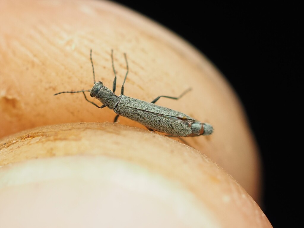 Dolichosoma simile