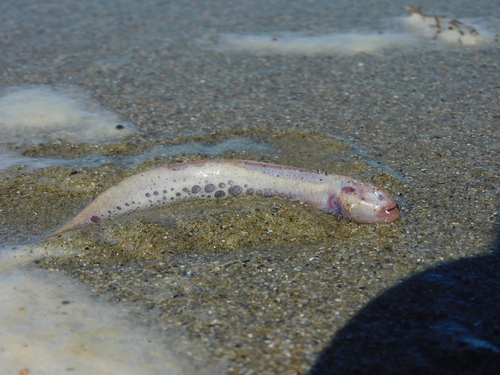 Blind goby (Paratrypauchen microcephalus) — Gobiidae — 3