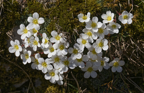Saxifraga burseriana, photograph 6