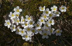 Saxifraga burseriana, photograph (c) Thierry Arbault, some rights reserved (CC BY)