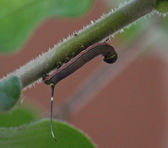 Isognathus scyron