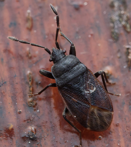 Drymus ryeii