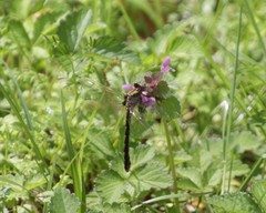 Ophiogomphus susbehcha