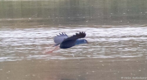 iNaturalist image