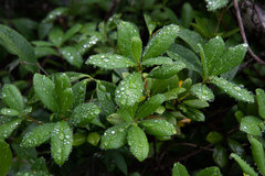Litsea rotundifolia