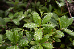 Litsea rotundifolia