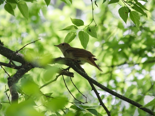 Common Nightingale