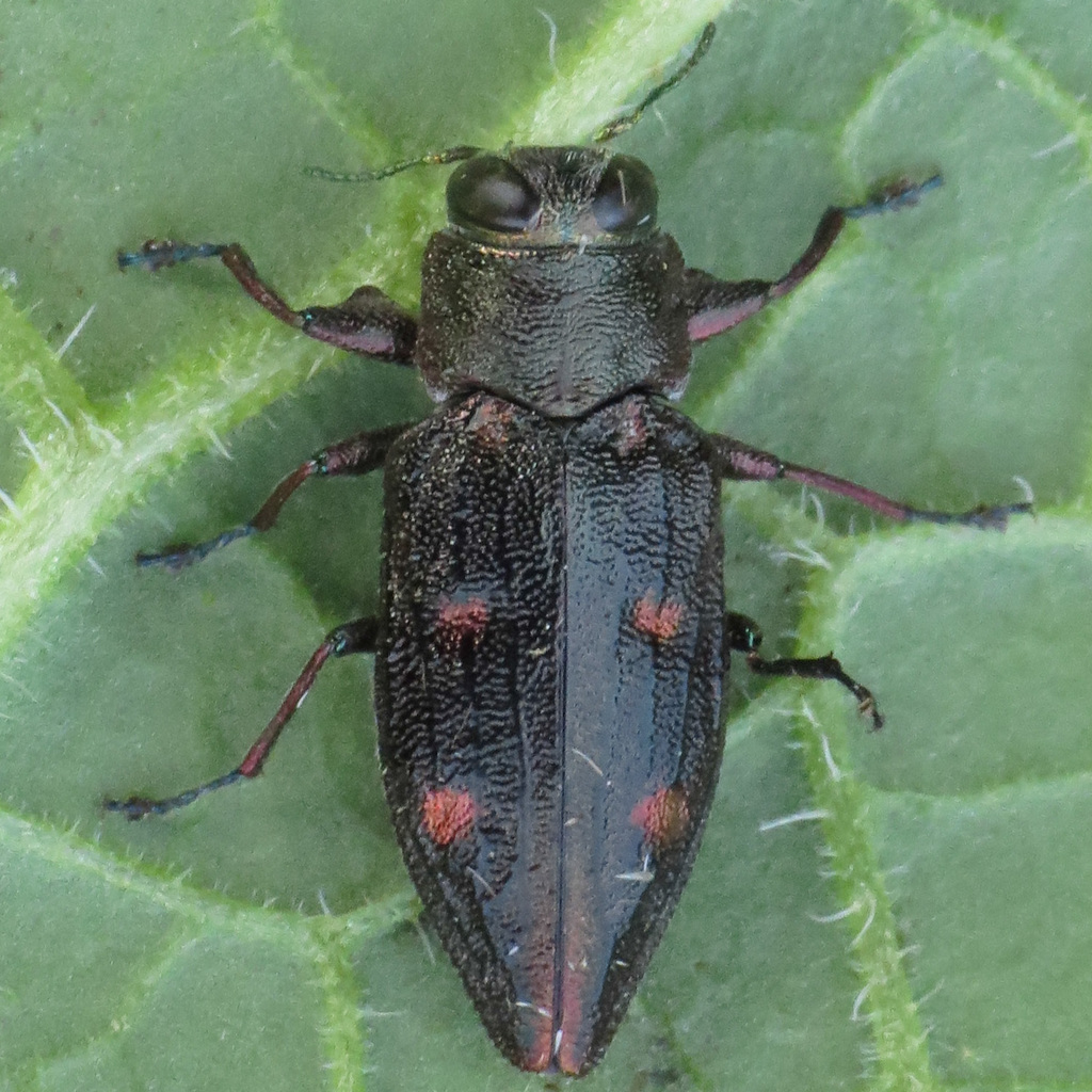 Six-marked Jewel Beetle