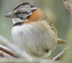 Zonotrichia capensis antillarum