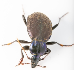 Sphaeroderus