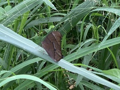 Melanitis leda bankia