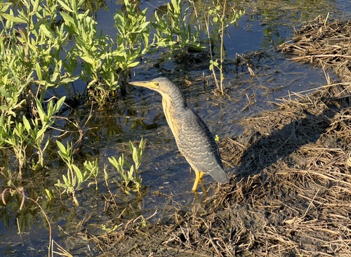 iNaturalist image