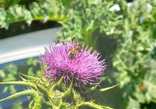 Western Honey Bee