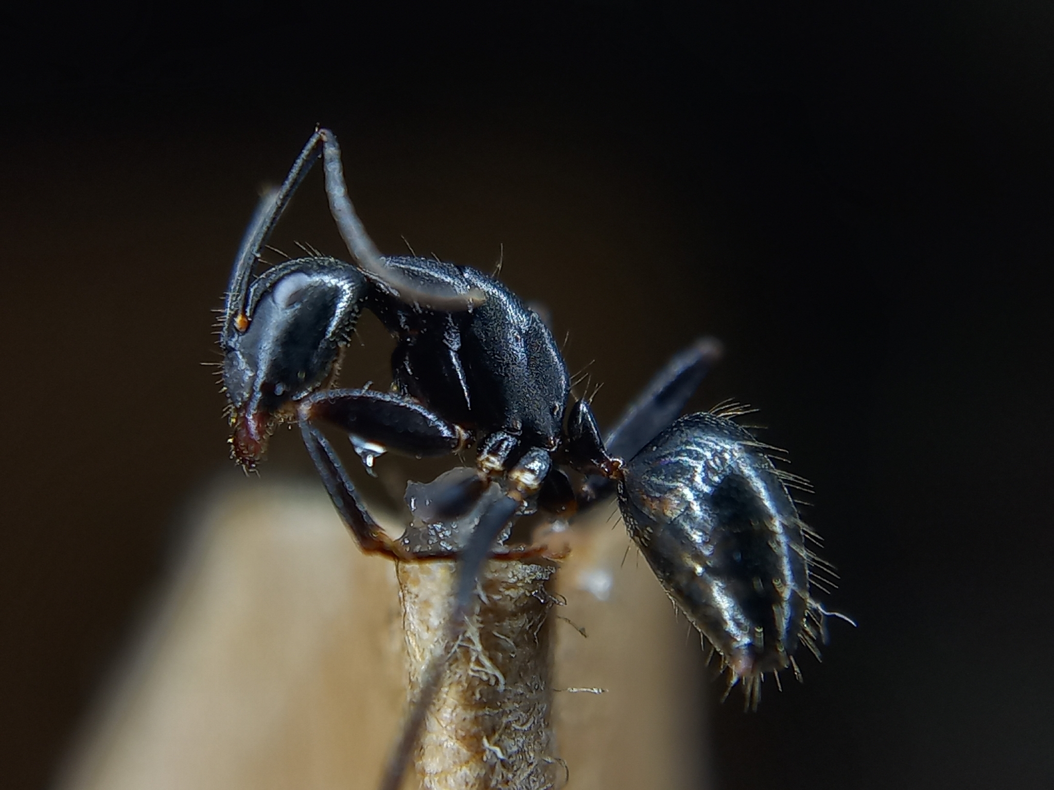 Camponotus cilicicus