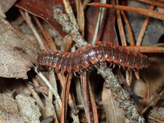 Pseudopolydesmus erasus