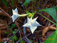 Callichilia barteri