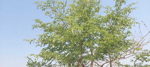 Bidi leaf tree