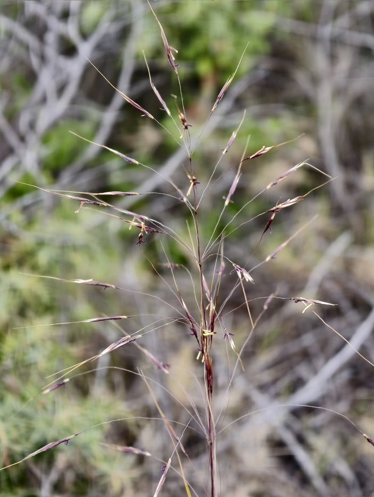 Chrysopogon gryllus; photograph fmunoz, CC BY, iNaturalist via GBIF