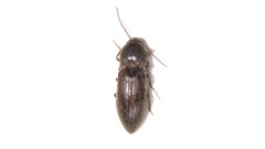Agriotes mancus