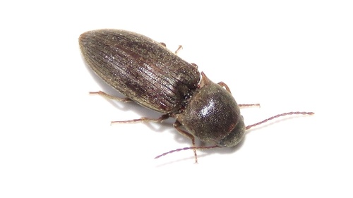 Imperfect Click Beetle