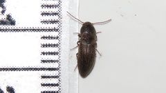 Agriotes mancus