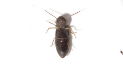Agriotes mancus