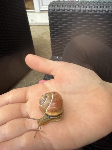 Brown-lipped Snail