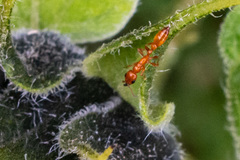 Pseudomyrmex apache