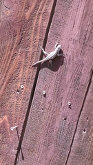 Sceloporus tristichus