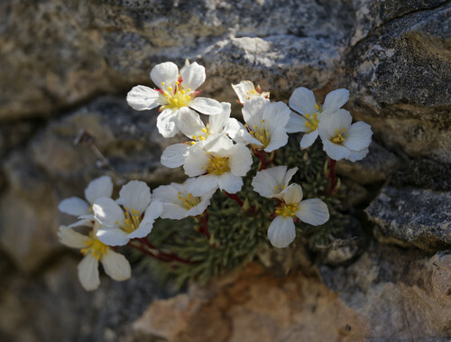 Saxifraga burseriana, photograph 2