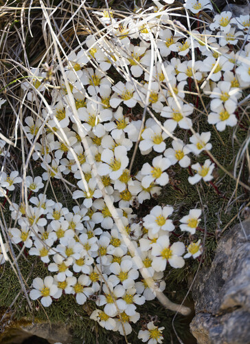 Saxifraga burseriana, photograph 1