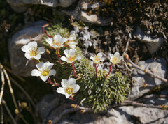 Saxifraga burseriana, photograph (c) Thierry Arbault, some rights reserved (CC BY)
