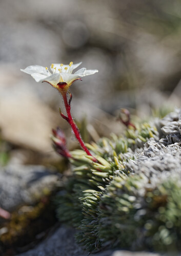 Saxifraga burseriana, photograph 4