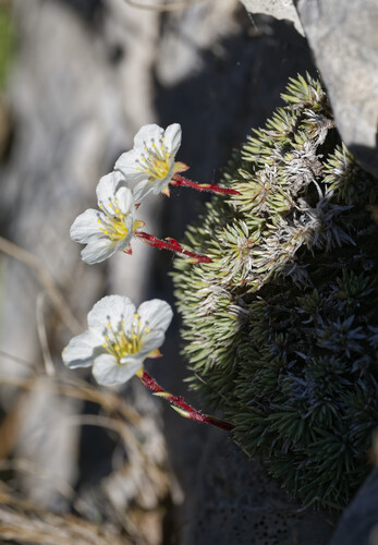 Saxifraga burseriana, photograph 5