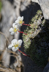 Saxifraga burseriana, photograph (c) Thierry Arbault, some rights reserved (CC BY)